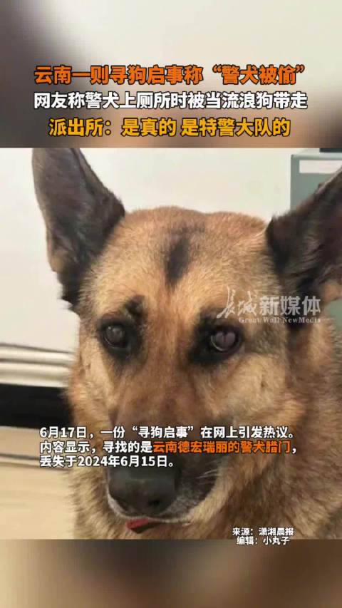 云南一警犬因上班没精神被通报批评，责任与关怀并重