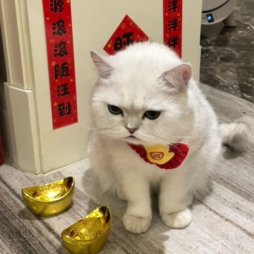 小猫预言，你今年将发大财！感谢灵动的喵星使者！