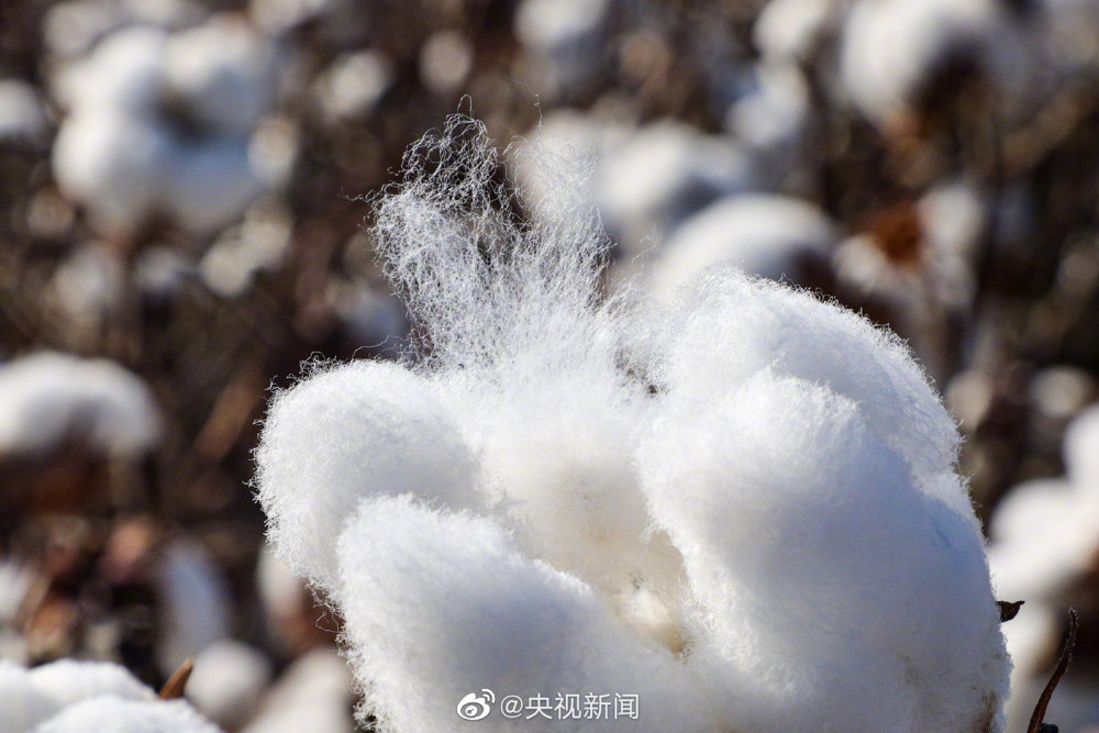 愤怒与遗憾交织！澳门棉花替代真雪景区关闭事件深度剖析