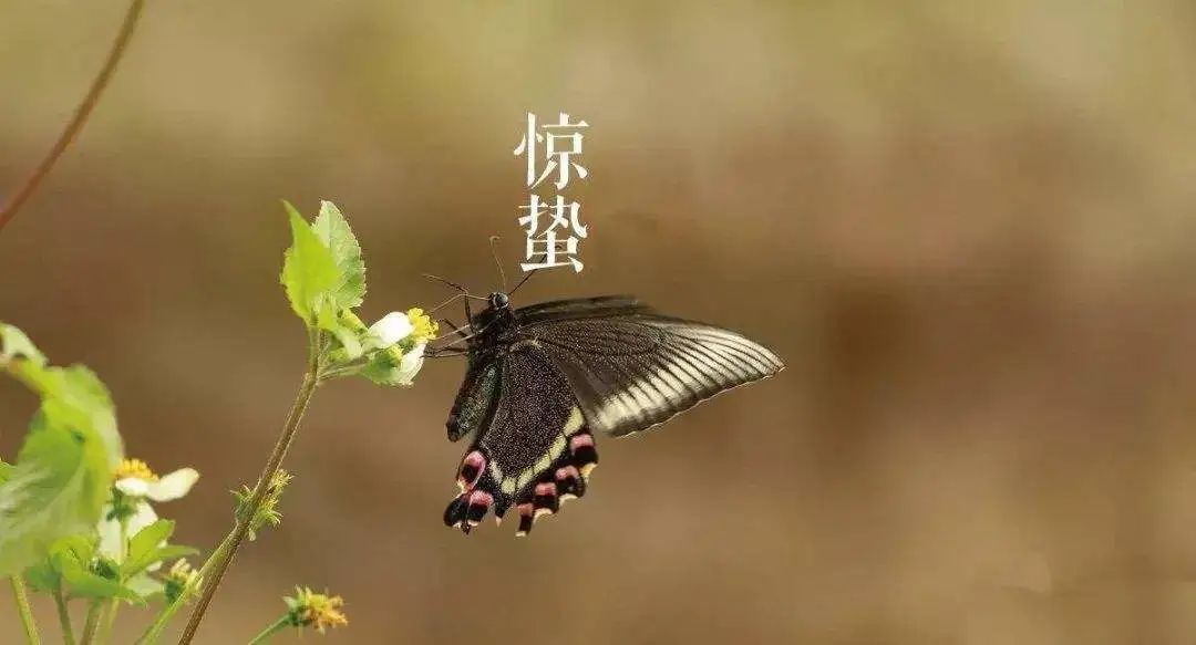 今日惊蛰，警惕致命隐患，这些小东西暗藏玄机！