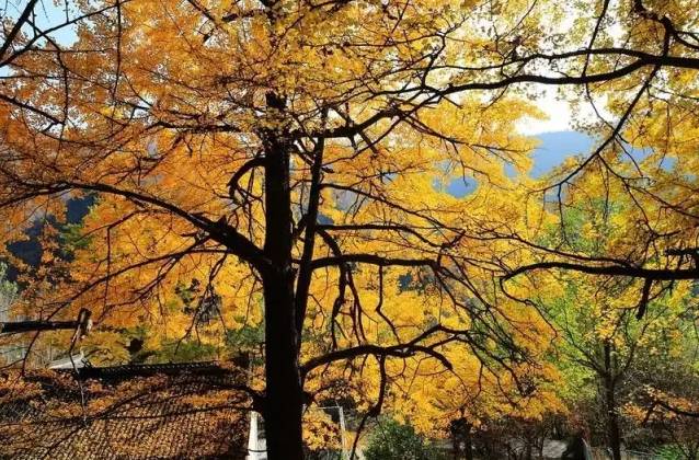 推荐，河南八旬大爷探秘法喜寺，揭秘五百岁玉兰传奇！神秘景象引发关注热潮！